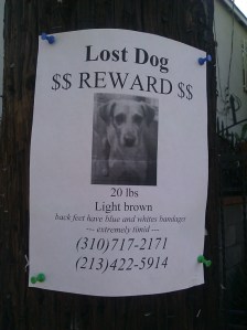 lost_dog_0123