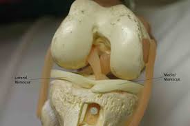 meniscus